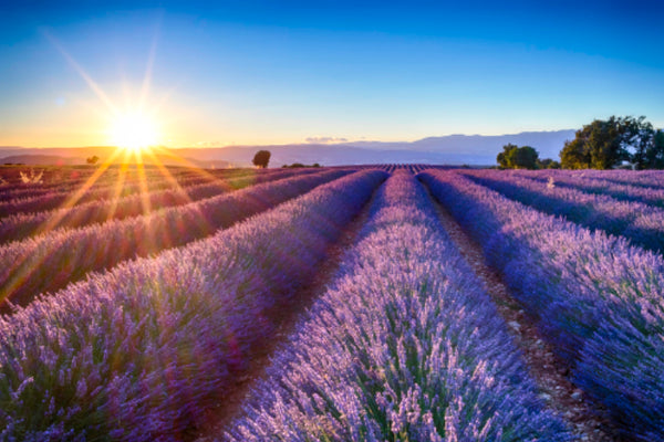 Akustikbild «Lavendel in der Provence» | verschiedene Grössen