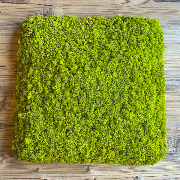 Outlet - Nordgröna® Moos-Wandpanel Convex Square 45 x 45 cm | Lime