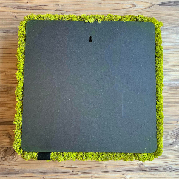 Outlet - Nordgröna® Moos-Wandpanel Convex Square 45 x 45 cm | Lime