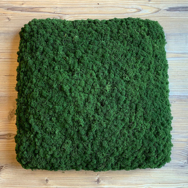 Outlet - Nordgröna® Moos-Wandpanel Convex Square 45 x 45 cm | Moss