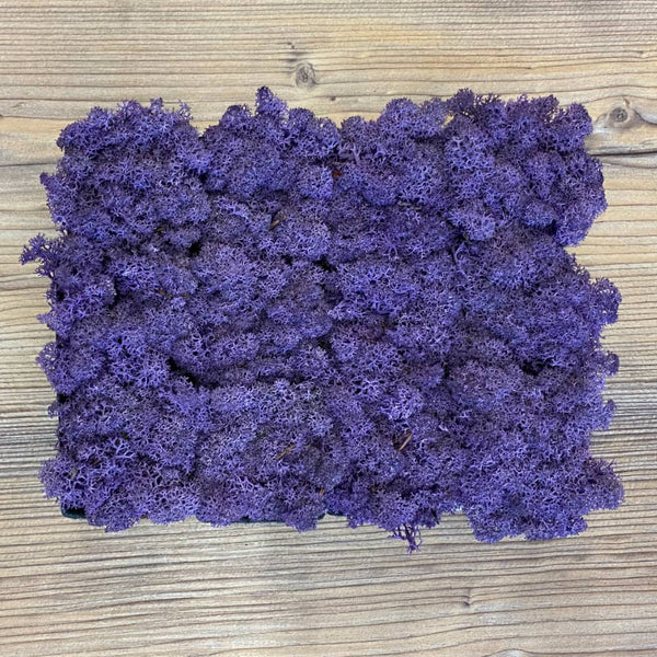 Nordgröna® Moos-Pixel im 12er Set | Purple