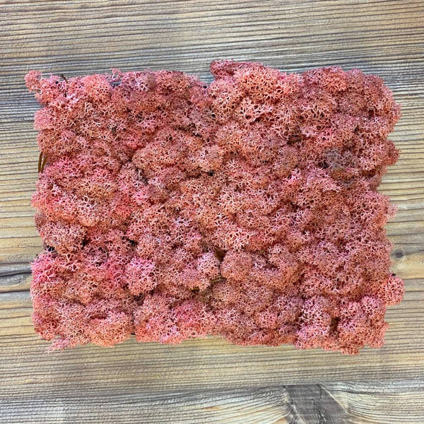 Nordgröna® Moos-Pixel im 12er Set | Salmon