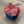 Nordgröna® Moos-Pixel im 12er Set | Salmon