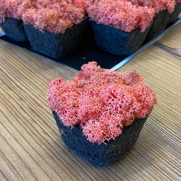 Nordgröna® Moos-Pixel im 12er Set | Salmon
