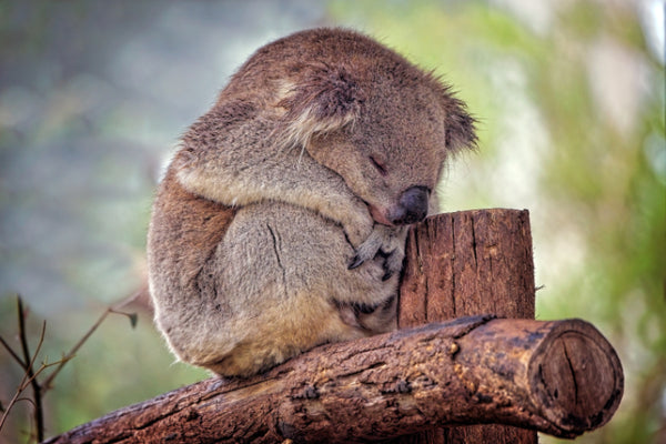 Akustikbild «Koala» | verschiedene Grössen