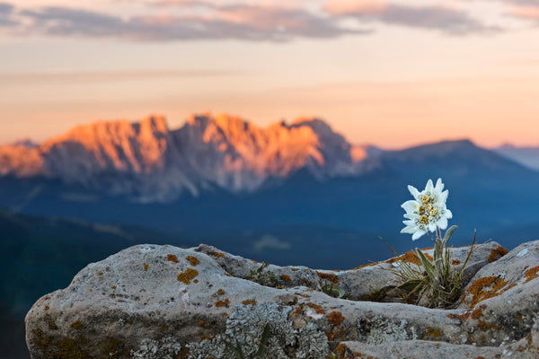 Akustikbild «Edelweiss» | verschiedene Grössen