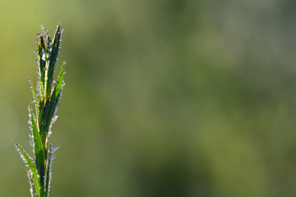 Akustikbild «Graspflanze mit Wassertropfen» | verschiedene Grössen