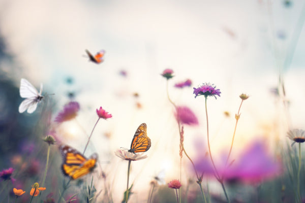 Akustikbild «Blumen und Schmetterlinge» | verschiedene Grössen