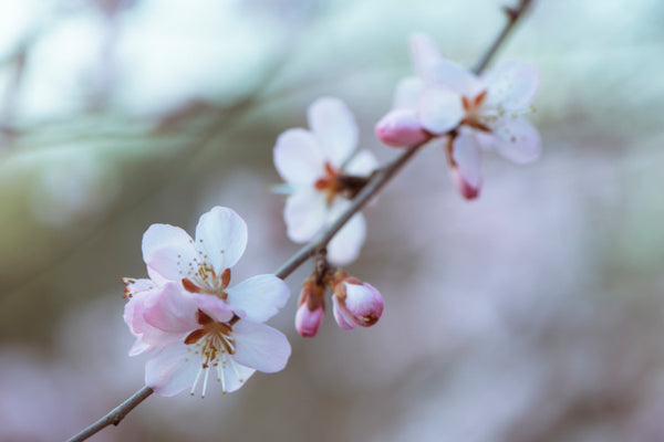 Akustikbild «Frühlingsblüten» | verschiedene Grössen