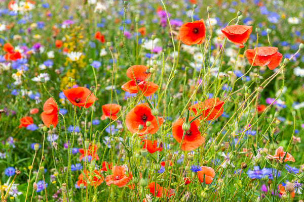 Akustikbild «Sommerwiese» | verschiedene Grössen