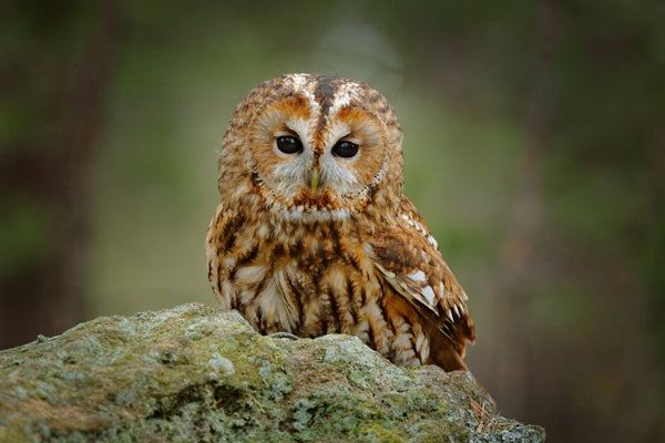 Akustikbild «Tawny Eule» | verschiedene Grössen