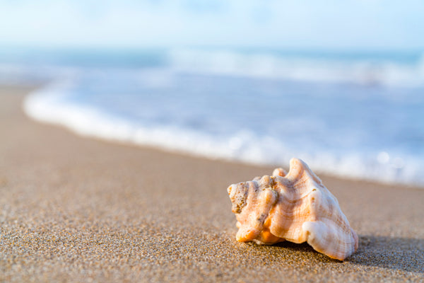 Akustikbild «Muschel am Strand» | verschiedene Grössen