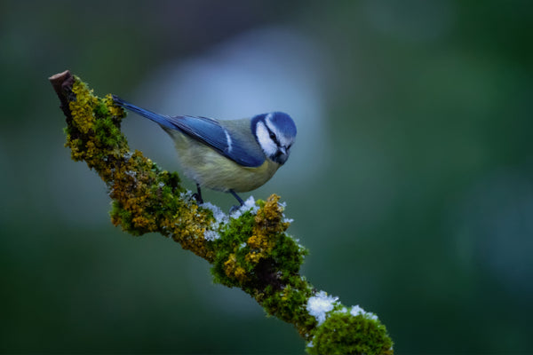 Akustikbild «Blaumeise» | verschiedene Grössen