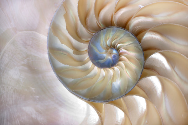 Akustikbild «Nautilus Muschel» | verschiedene Grössen