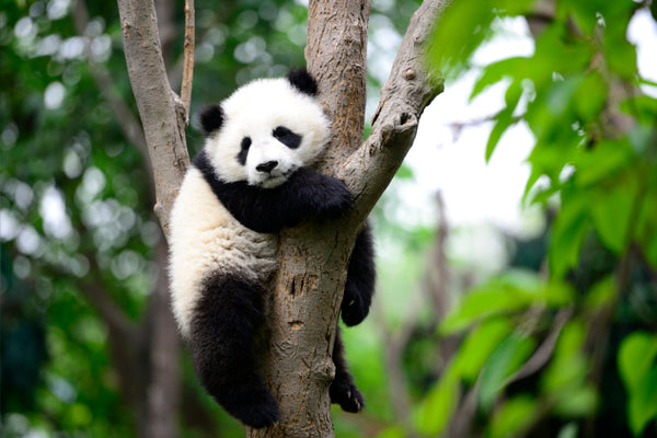 Akustikbild «Panda» | verschiedene Grössen