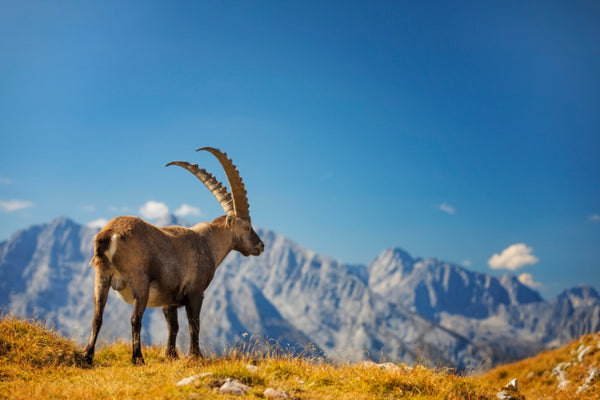 Akustikbild «Steinbock» | verschiedene Grössen