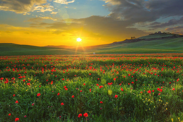 Akustikbild «Mohnblumen in der Toskana» | verschiedene Grössen