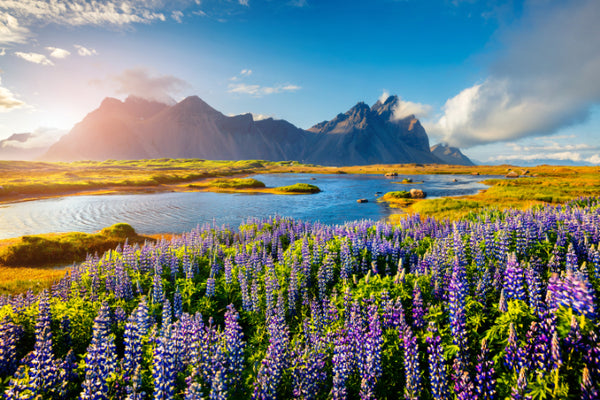 Akustikbild «Lupinen auf der Stokknes Landzunge - Island» | verschiedene Grössen