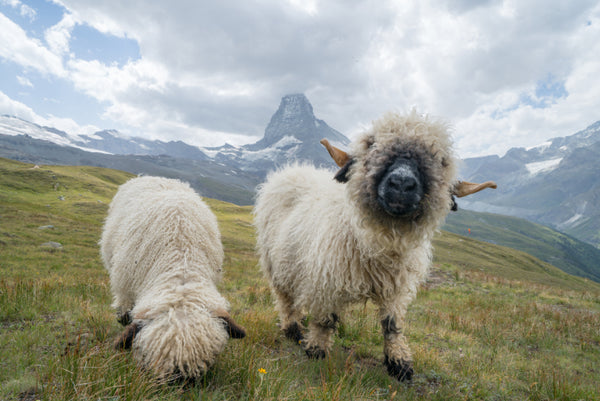 Akustikbild «Schafe am Matterhorn» | verschiedene Grössen