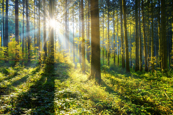 Akustikbild «Sonnenstrahlen im Wald» | verschiedene Grössen