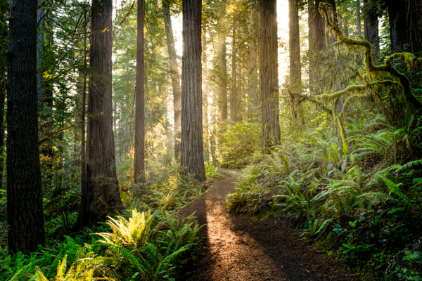 Akustikbild «Redwood Nationalpark - Kalifornien» | verschiedene Grössen