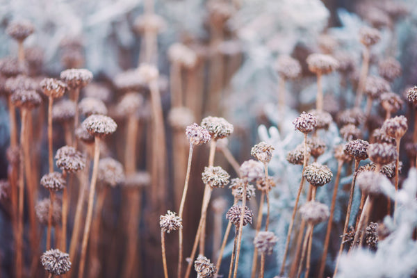 Akustikbild «Verwelkte Blumen im Winter-Sonnenlicht» | verschiedene Grössen