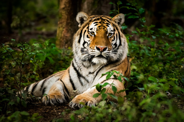 Akustikbild «Tiger» | verschiedene Grössen