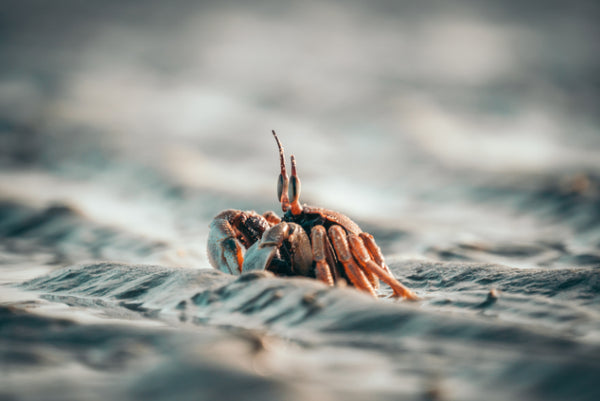 Akustikbild «Einsiedlerkrabbe am thailändischen Strand»  | verschiedene Grössen