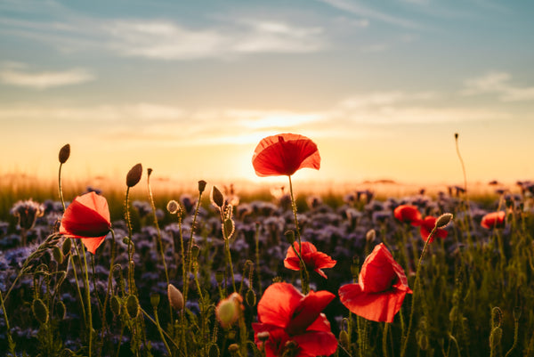 Akustikbild «Mohn- und Lavendelfeld» | verschiedene Grössen