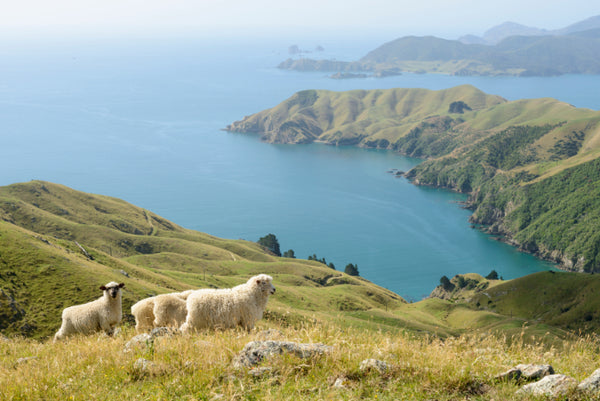 Akustikbild «Marlborough Sounds, Neuseeland» | verschiedene Grössen